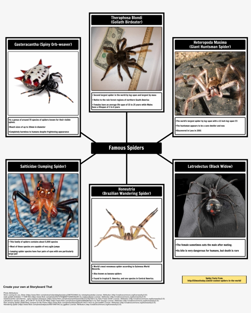 Spider Map Of Spiders - Theraphosa Blondi, transparent png download