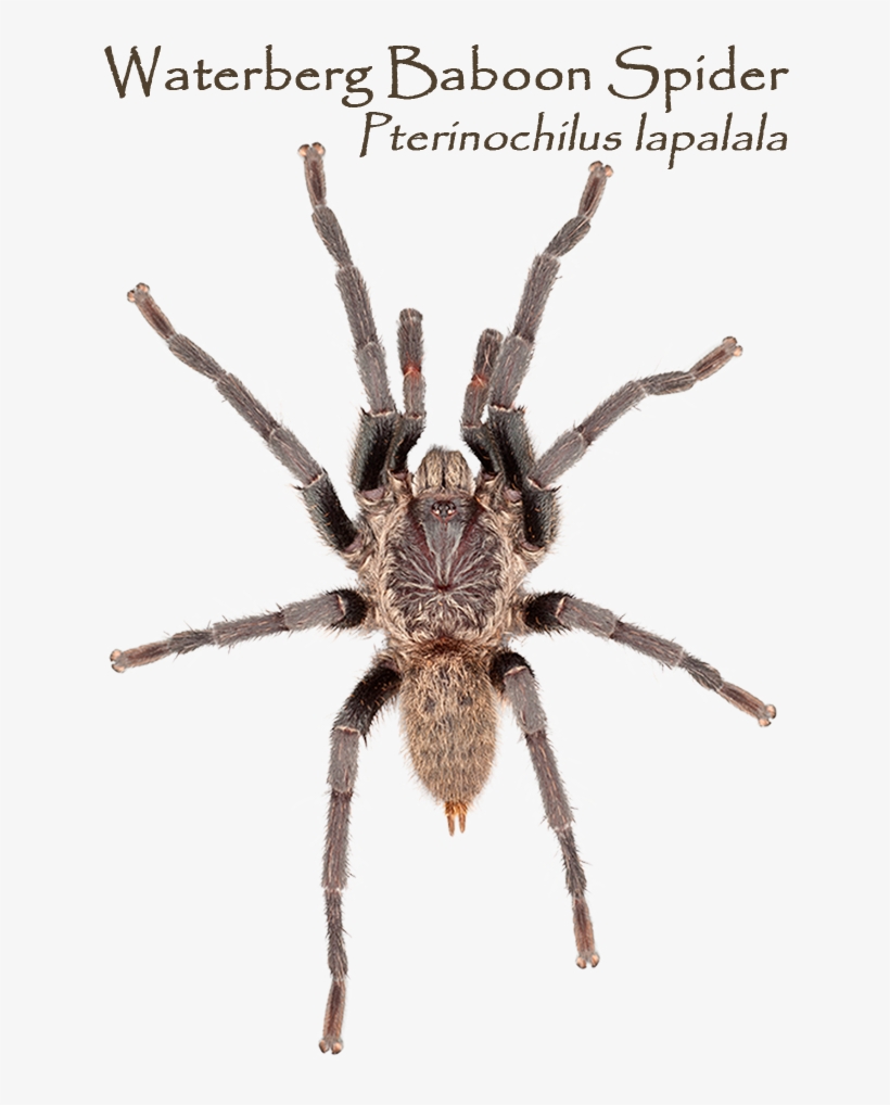 Which Way Round Do The You Want Your Mug - Brachypelma Vagans, transparent png download