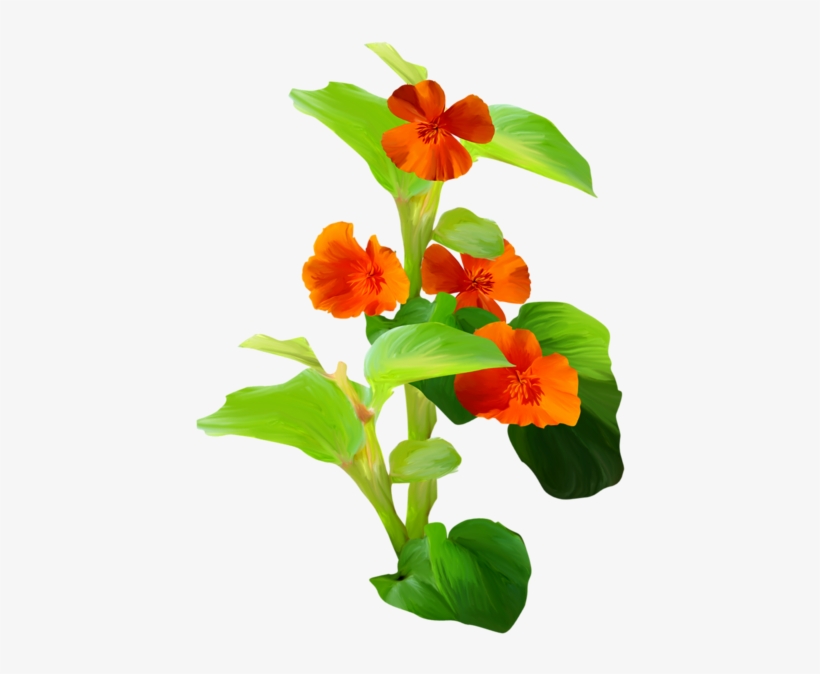 Flower, transparent png download