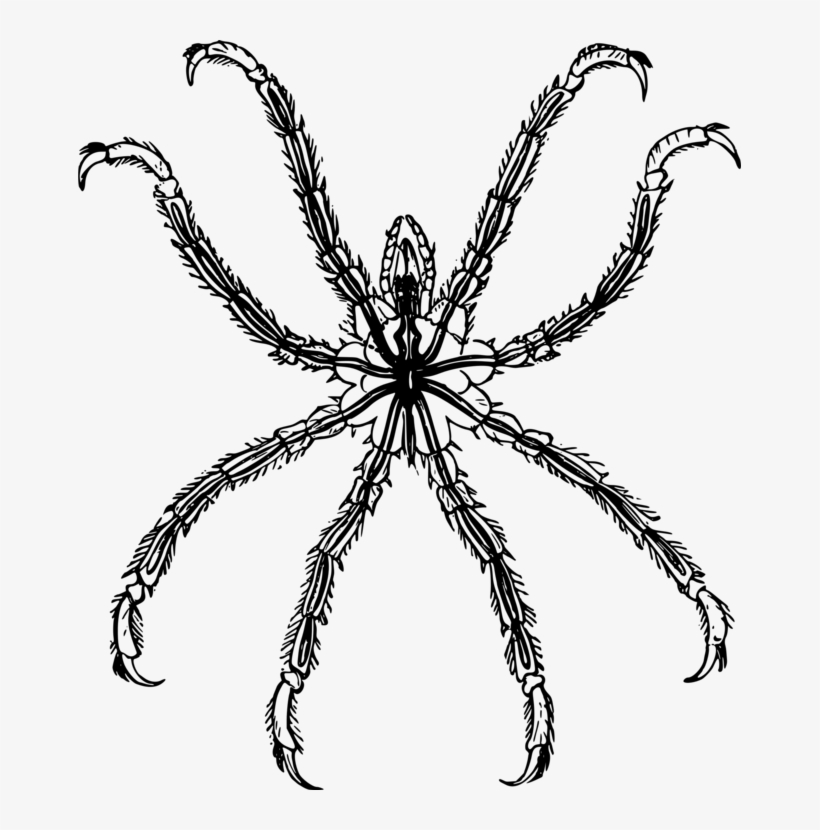 Computer Icons Encapsulated Postscript Raster Graphics - Pycnogonida Png, transparent png download