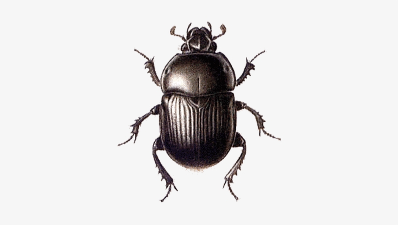 Beetle Black Large - Beetle Png, transparent png download