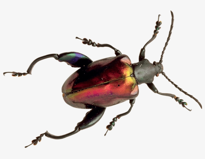 Free Png Beetle Png Images Transparent - Beetle, transparent png download