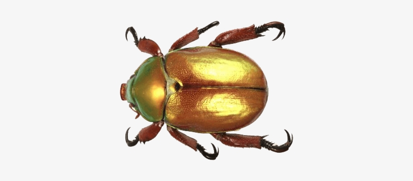 Beetle Gold Top - Christmas Beetle South Africa, transparent png download