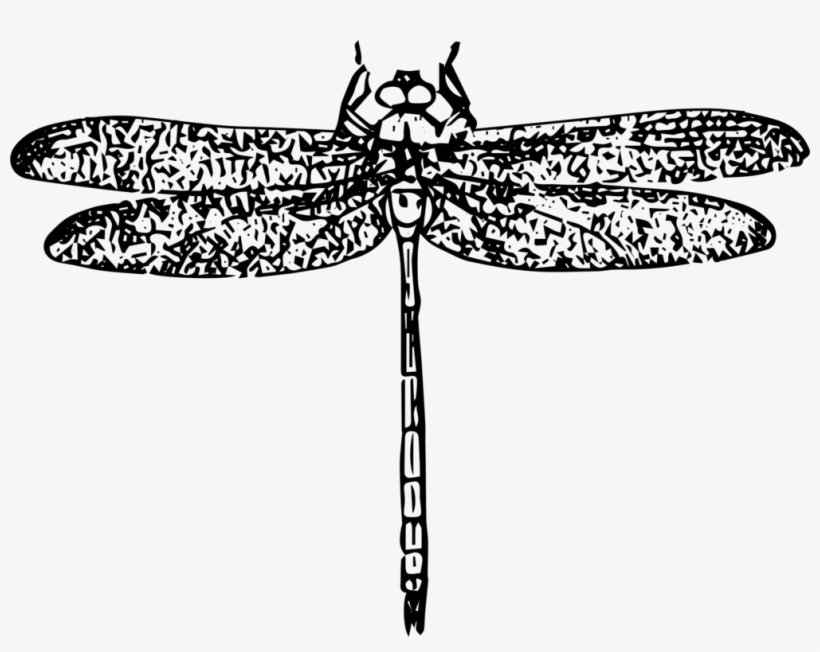 Beetle Rainbow Dash Dragonfly Art Scarabaeoidea - Libelula Vetor Png, transparent png download