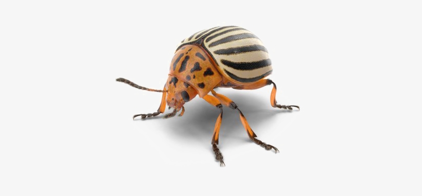 Beetle Png Photo - Beetle, transparent png download