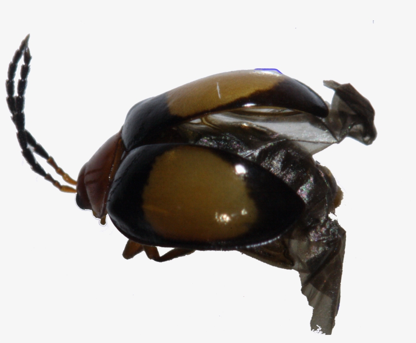 66 Mb - Japanese Rhinoceros Beetle, transparent png download