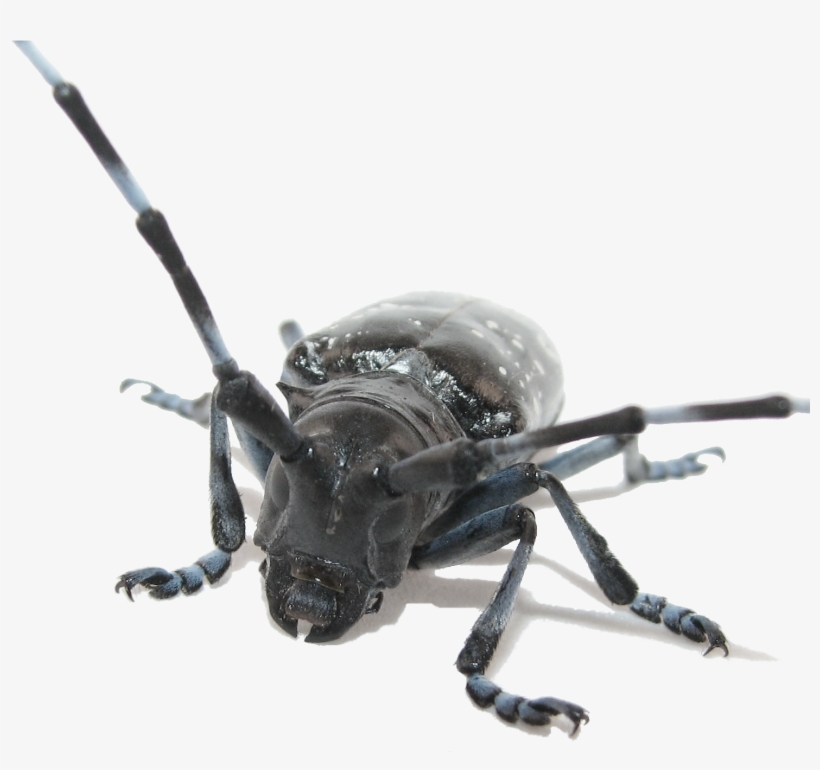 Png With Transparent Background, - Asian Longhorned Beetle Transparent, transparent png download