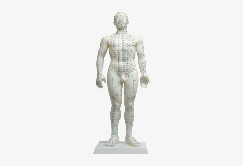 Health Model Human Body Acupuncture Point Doll - Acupuncture Human Body Model, transparent png download