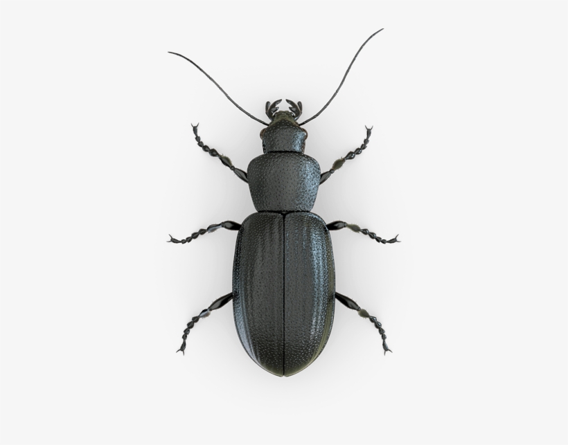 Svg Library Bugs For Free Download On Mbtskoudsalg - Top View Of Bugs, transparent png download