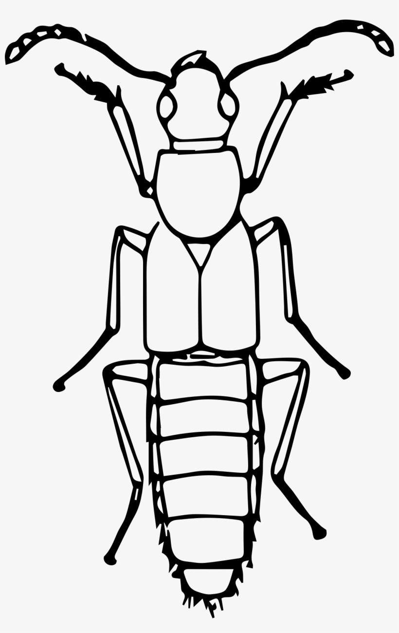 This Free Icons Png Design Of Rove Beetle, transparent png download