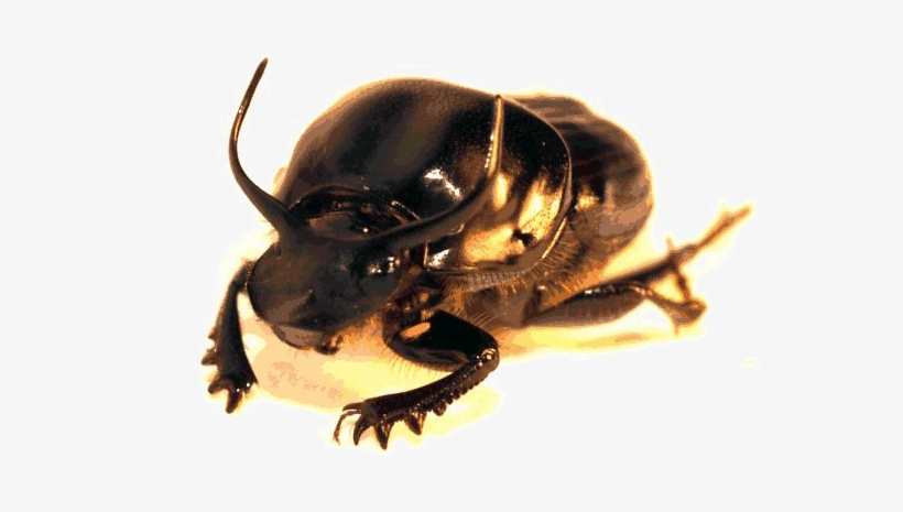 Beetle Png High-quality Image - Japanese Rhinoceros Beetle, transparent png download