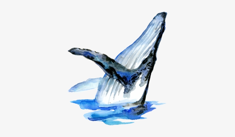 Blue Whale Global Media - Blue Whale, transparent png download
