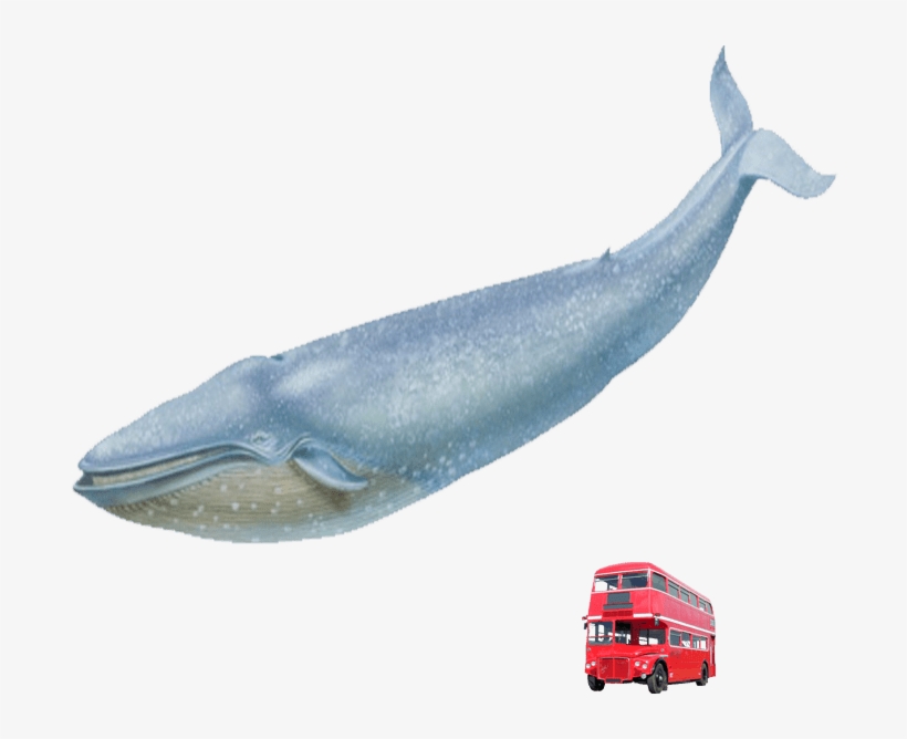 Blue Whale Red London Bus - Blue Whale No Background, transparent png download