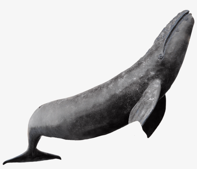 Big, Bigger, Biggest (hardcover), transparent png download