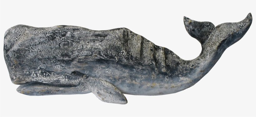 51 - Sperm Whale, transparent png download