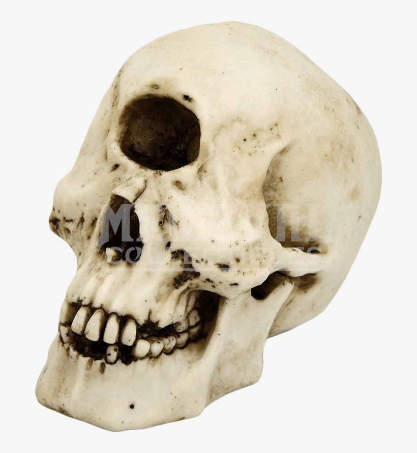 Skull Of The Cyclops Polyphemus - Skull Of A Cyclops, transparent png download