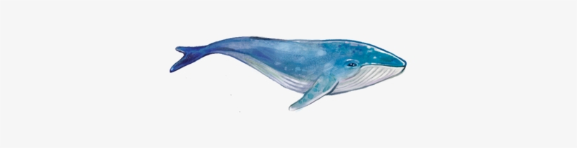 Pacific - Blue Whale, transparent png download