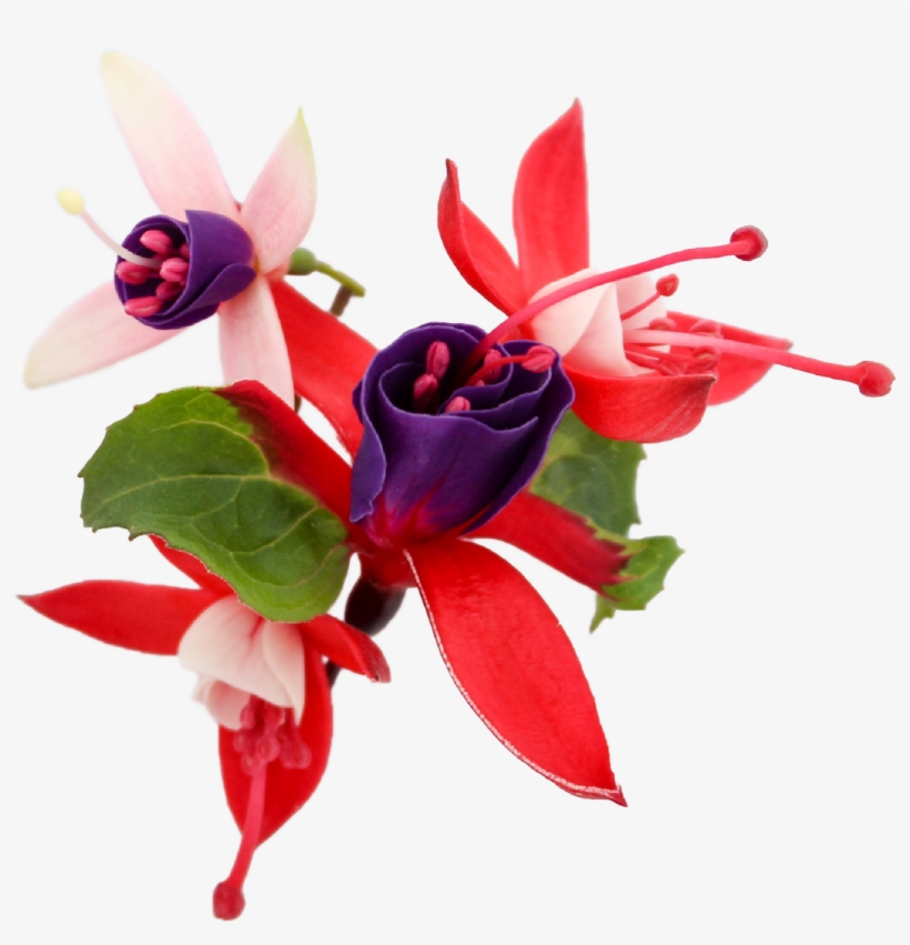 Clip Transparent Library Primrose Drawing February - Drawing, transparent png download