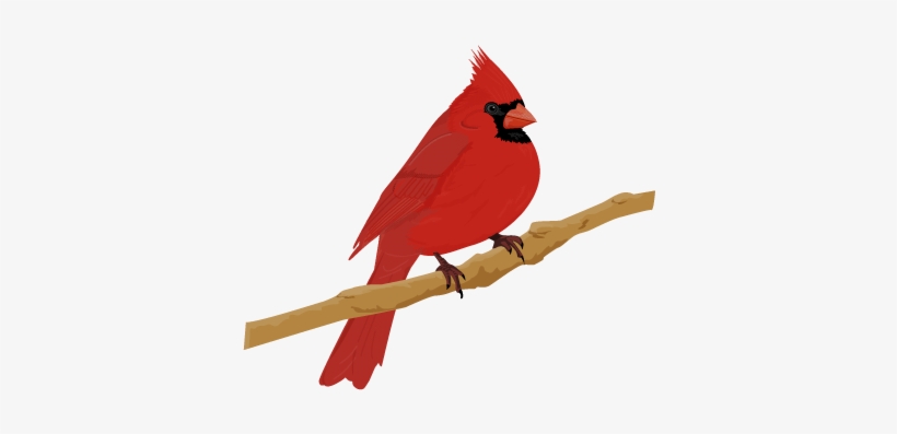 Cardinal Bird - > - Illustrated Bird, transparent png download