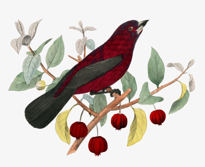 Fairy Bird Png Pic - Birds Vintage Png, transparent png download