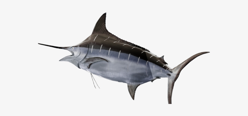The Swordfish - Swordfish Png, transparent png download