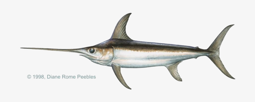 World Record Fish, transparent png download