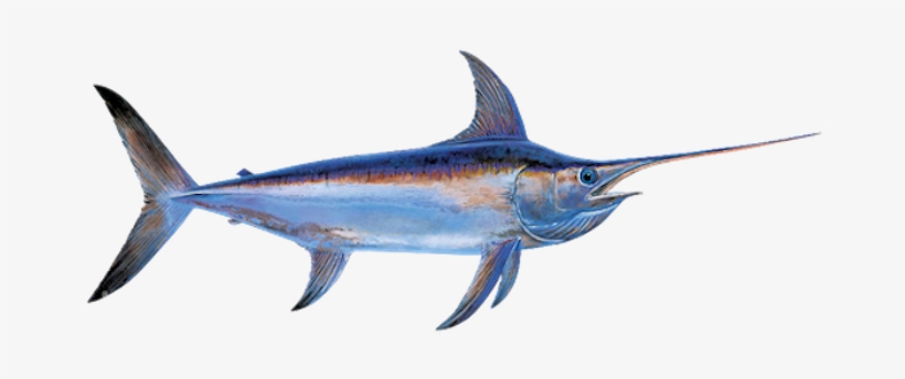 Fishing Miami Swordfish - Miami, transparent png download