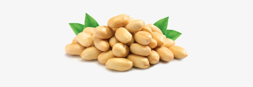 Crunchy Peanuts - Png Transparent Peanut Png, transparent png download