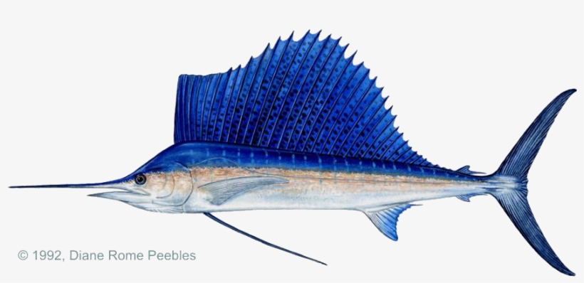 Current All Tackle Record - Sailfish Real, transparent png download