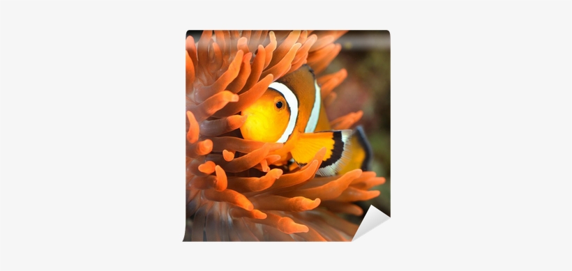 Clownfish, transparent png download