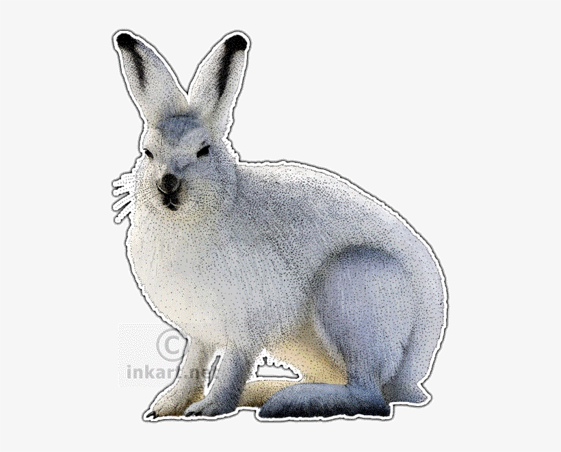 Wildlife Art - Snowshoe Hare Throw Blanket, transparent png download