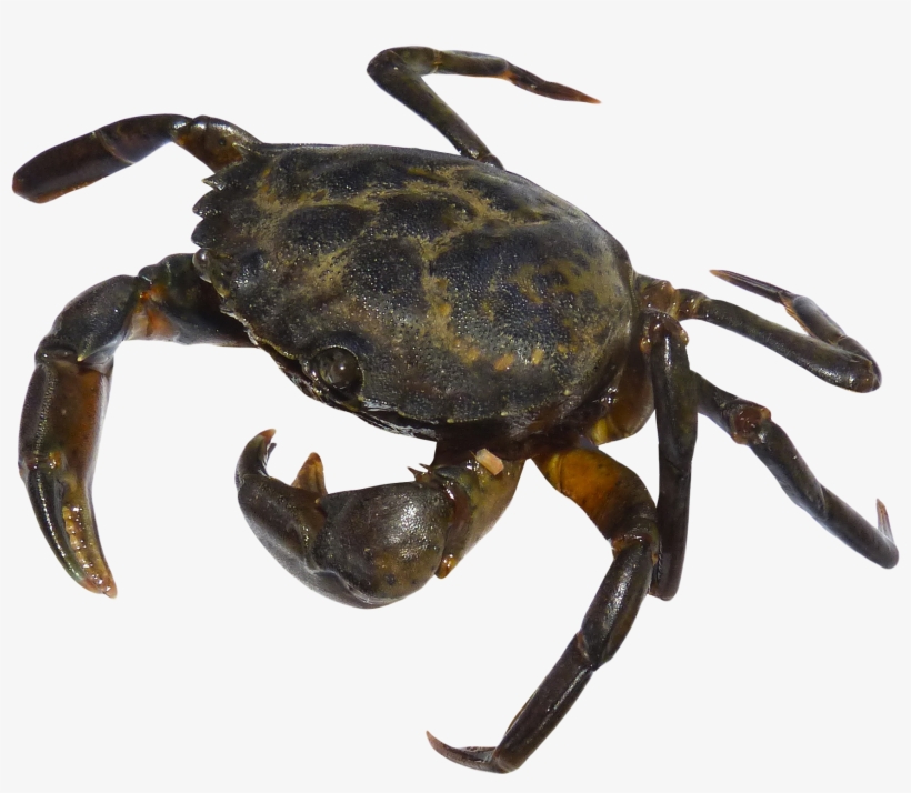 Crab Png, transparent png download