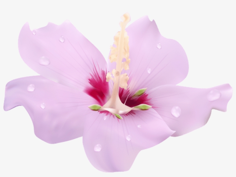 Pink Hibiscus Flower Transparent Clip Art Png Image - Flower, transparent png download