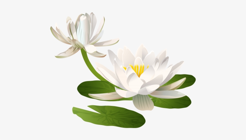 Purple - Water Lily Flower Png, transparent png download