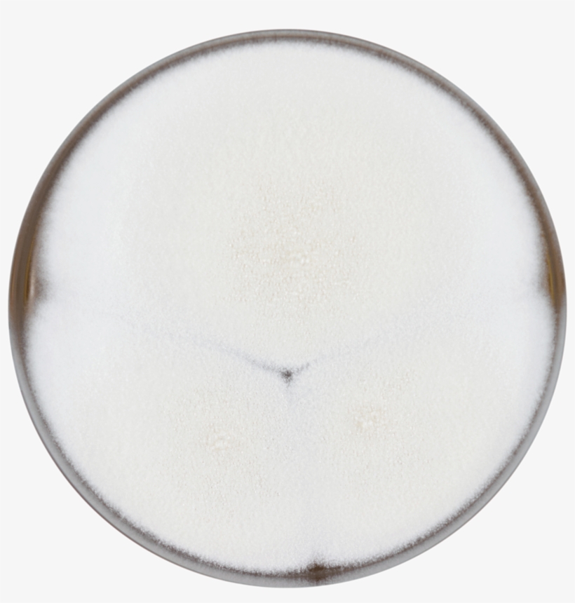 12″ Round Plate - จาน กระดาษ เฟส ท์, transparent png download