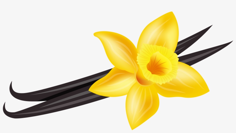 28 Collection Of Vanilla Flower Clipart - Vanilla, transparent png download