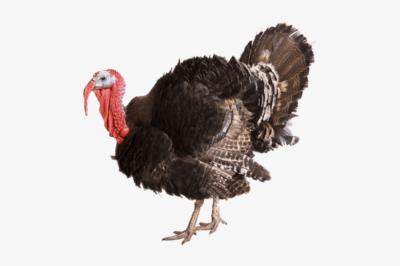 Educational Charts :: Domestic Animals, transparent png download
