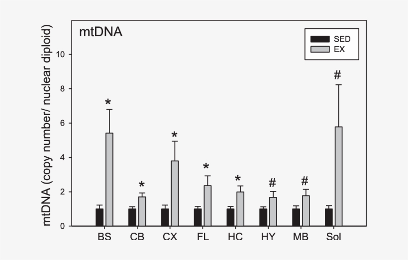 Content In Brain And Soleus (sol) Muscle - Mitochondrial Dna, transparent png download