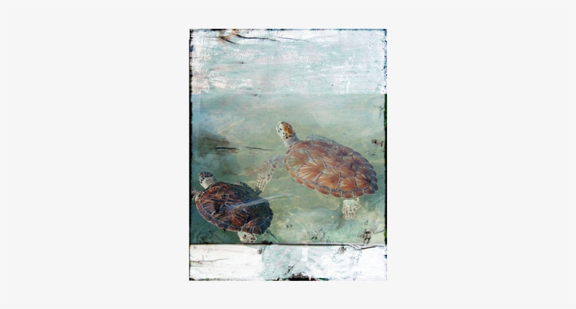 Cayman Turtles Canvas - Green Sea Turtle, transparent png download