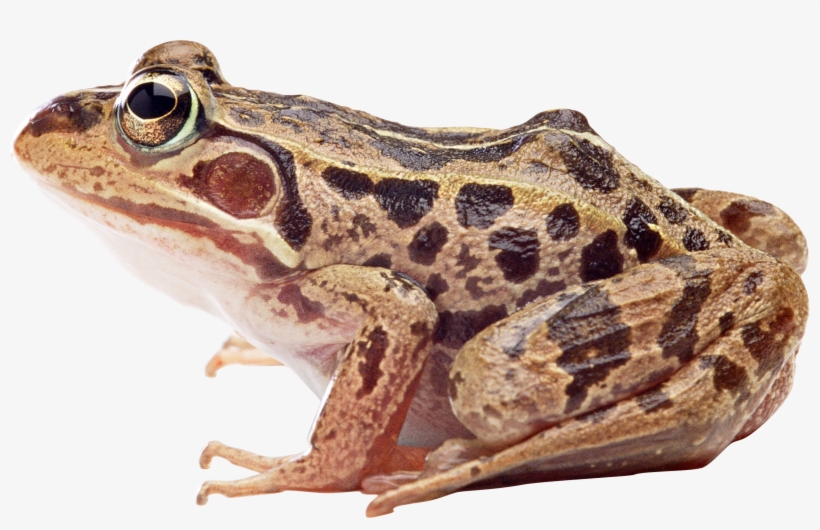 Frog Png, transparent png download
