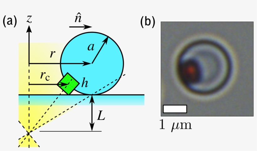 Schematic Representation Of A Hematite-tpm Composite - Circle, transparent png download