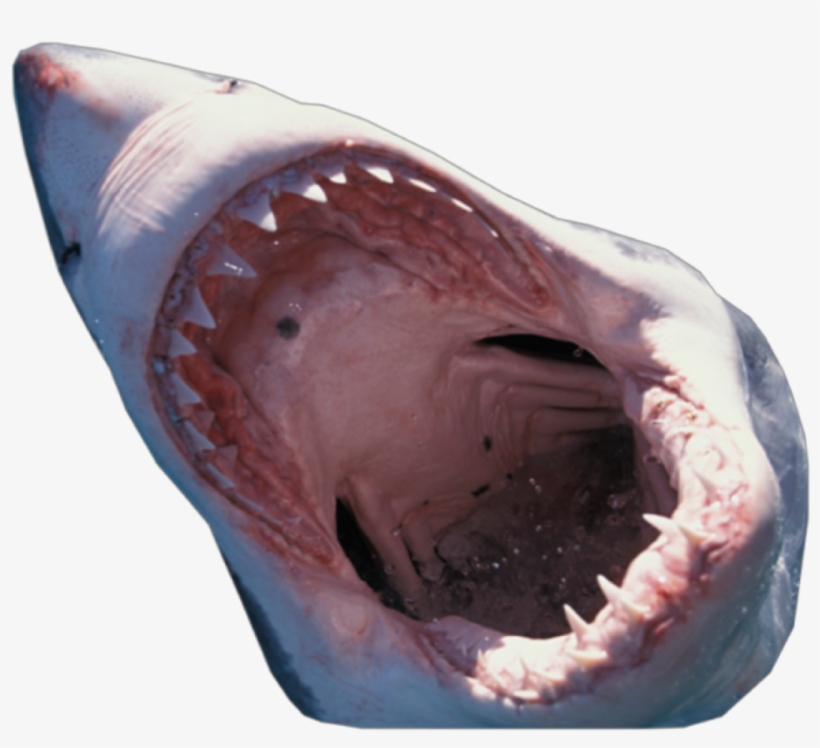 Shark Transparent Background, transparent png download