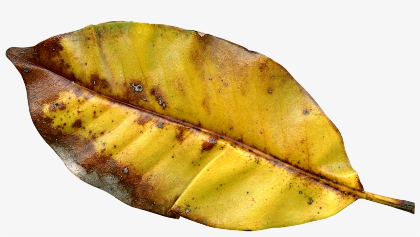 Autumn Leaf Color, transparent png download
