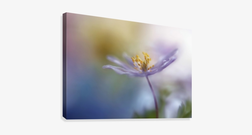 Springtime Watercolor Canvas Print - Framed Canvas Art - Springtime Watercolor By Heidi, transparent png download