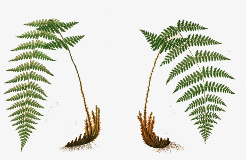 Freeuse Library Ivy Creek Foundation Flora And Fauna - High Ferns Png, transparent png download