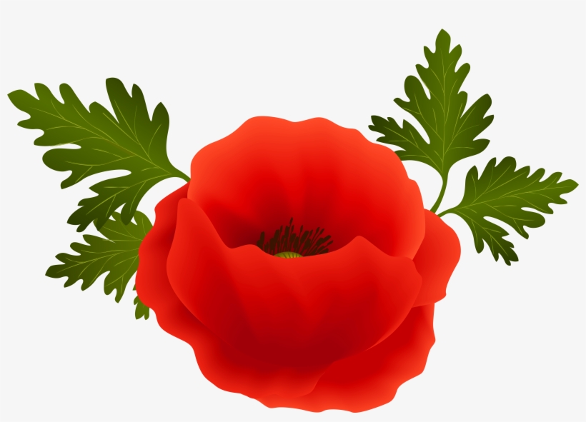 Transparent Poppy Png, transparent png download