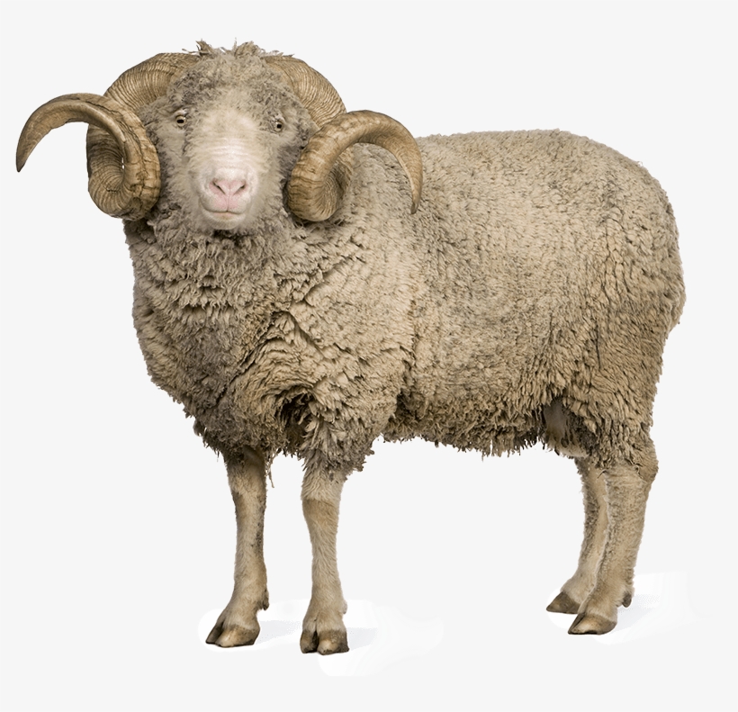 Sheep Png Images - Arles Merino Sheep, transparent png download