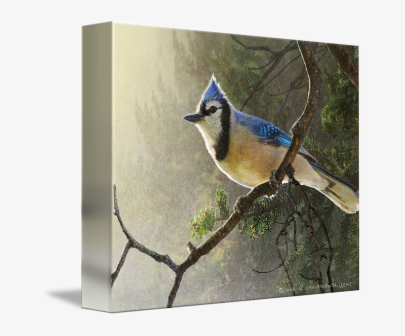 Bluejay Drawing Pen Png Download - Gallery-wrapped Canvas Art Print 10 X 8 Entitled Early, transparent png download