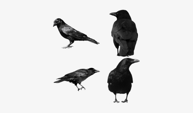 Image Result For Stargate Anat Image, Crow, Clip Art, - Crow Png, transparent png download
