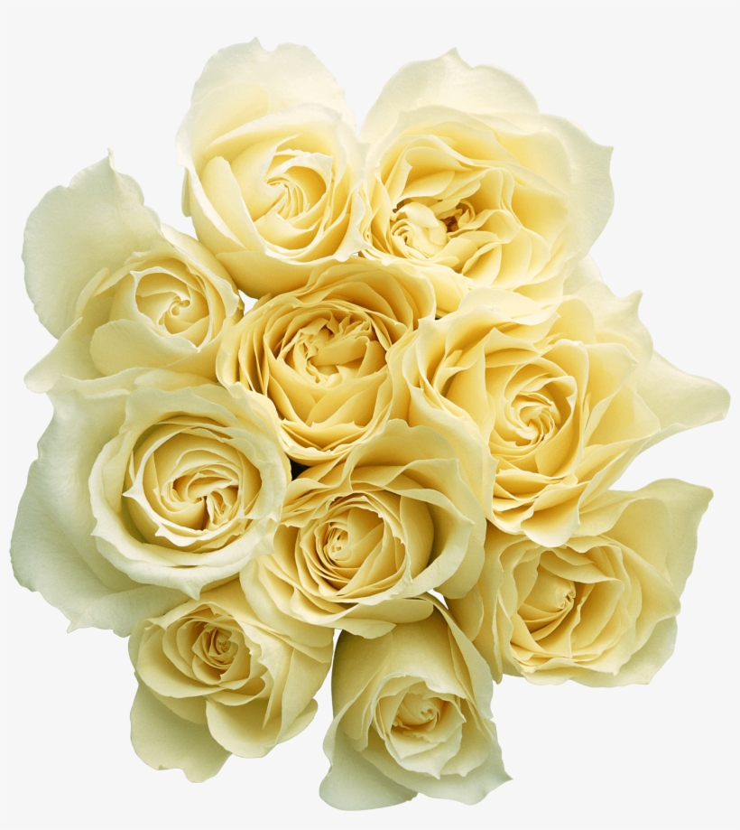 View Transparent Background White Rose Flower Png PNG